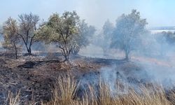 Antalya'da ormanlık alanda çıkan yangın zeytin ağaçlarına zarar verdi