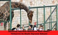 Gaziantep Hayvanat Bahçesi'ne Nasıl Gidilir? Türkiye'nin En Büyük Hayvanat Bahçesi