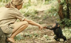 Jane Goodall Kimdir? Şempanzelerle İnsanın Ortak Geçmişini Araştıran Bilim İnsanı