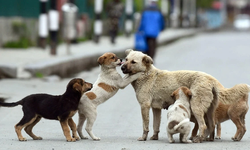 '150 köpek zehirlendi' iddiası ortalığı karıştırdı! Bitlis Valiliği açıklama yaptı...