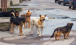 AYM yarın incelemeye başlayacak! CHP'den sokak köpeği başvurusu...