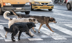 CHP başvuru yapmıştı! AYM'den sokak köpeği düzenlemesi için karar...