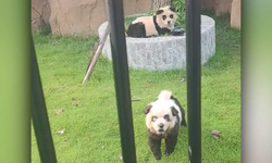 Çin hayvanat bahçesinde 'panda' sürprizi: Boyanmış köpekler...