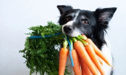 Köpekler Havuç Yiyebilir Mi? Faydaları ve Riskleri