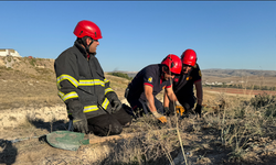 Çorum'da itfaiyeden yavru köpek operasyonu