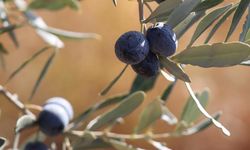 İklim değişikliği Karadeniz Bölgesi'ni zeytin üretimine elverişli hale getirebilir