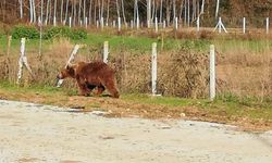 Bursa'da barınaktan kaçan bozayı bulundu