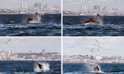 Marmara Denizi'nde olay! Yavru yunusu vura vura öldürdü...