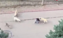 Ankara'da başıboş köpekler 13 yaşındaki çocuğa saldırdı