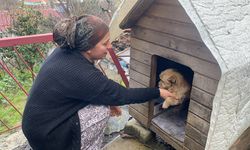 Zonguldak'ta çöp konteynerinin yanına terk edilen köpek yavrusu yuvaya kavuştu