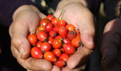 Kuşburnu Mesudiye'nin yeni geçim kaynağı