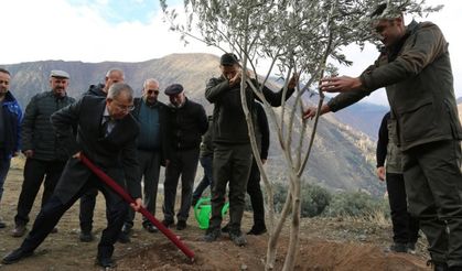 Artvin'de lezzet ödüllü "Butko zeytini"nin hasadı yapılıyor