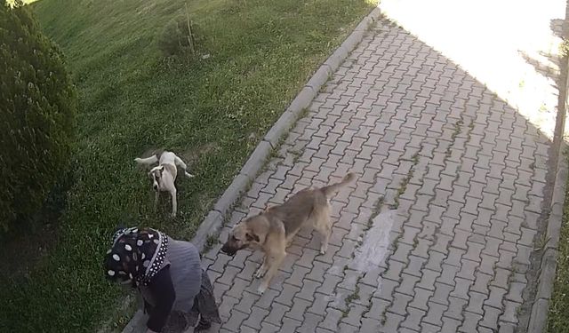 Köpeklerden kaçarken düşüp yaralandı; o anlar kamerada