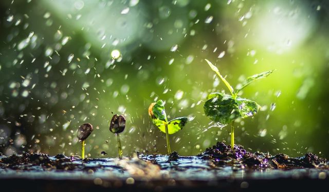 Yağmur suyunun bitkiler üzerindeki faydaları neler?