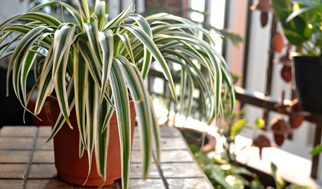 Evde yetiştirilebilecek güneşi seven 7 bitki