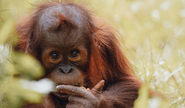 Orangutanlar tıbbi bitkiyle kendilerini tedavi etti