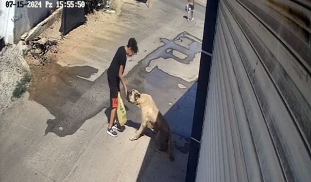 Küçük çocuğa beslediği köpek saldırdı!