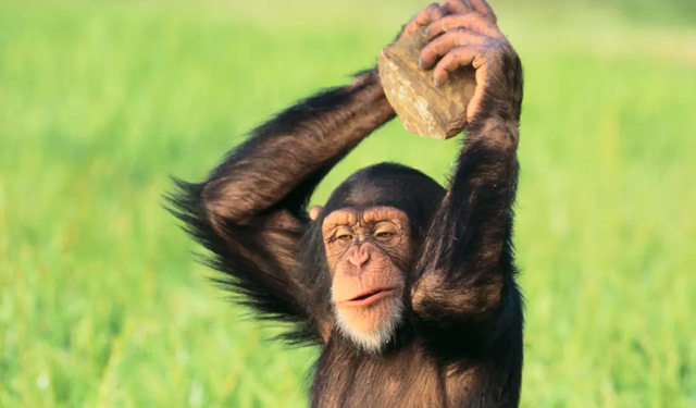 Maymunların Taş Devri! Uzun yıllardır işlevsel olarak aletler kullandıkları öğrenildi...
