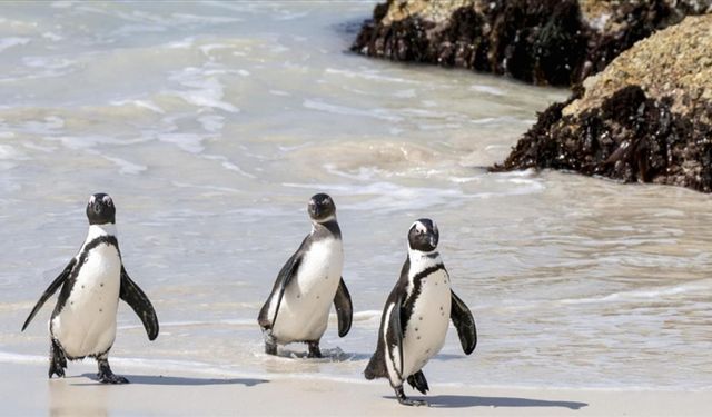 Afrika penguenlerinin nesli tehdit altnda