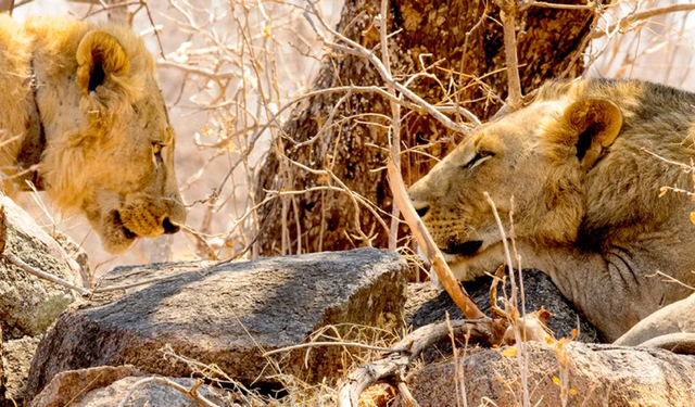 28 kişiyi öldüren "Tsavo insan yiyenleri"! DNA analizi yapıldı