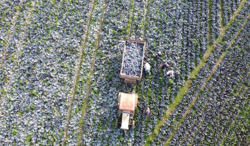 Ovada 25 bin 500 dekar alanda üretimi yapılan kırmızılahanada 128 bin 195 ton rekolte bekleniyor.