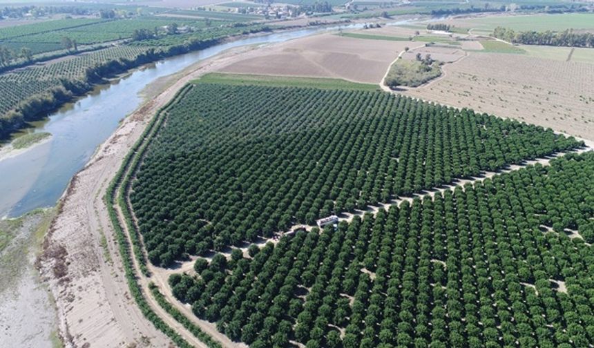 Adana&#039;da erkenci türlerinde hasadı süren portakalda bu sezon 600 bin ton rekolte bekleyen çifti, ürünlerini yurt dışına da pazarlıyor. Ülkenin narenciye üretiminin önemli bir kısmını karşılayan Çukurova&#039;da, &quot;fukumoto&quot; ve &quot;navelina&quot; cinsi erkenci tür portakallar toplanılıyor. Yeşil olarak toplanan portakallar, paketleme tesislerinde sarartılarak başta Rusya olmak üzere birçok ülkeye ihraç ediliyor.
