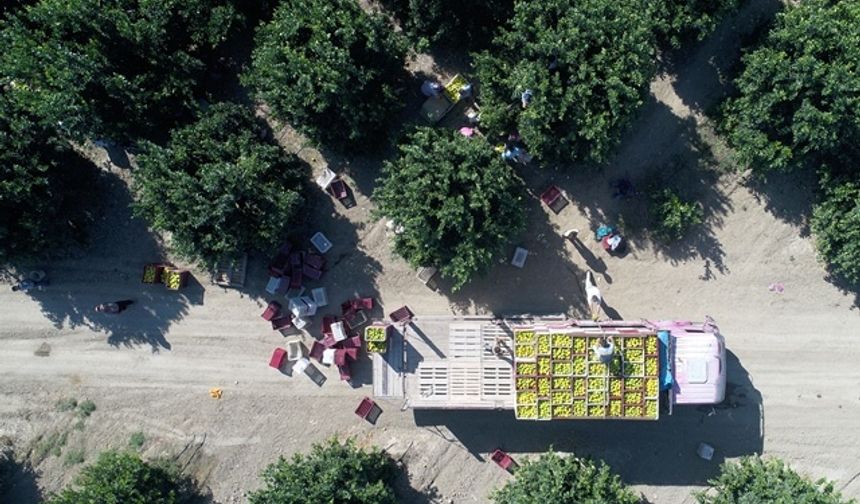 Adana&#039;da erkenci türlerinde hasadı süren portakalda bu sezon 600 bin ton rekolte bekleyen çifti, ürünlerini yurt dışına da pazarlıyor. Ülkenin narenciye üretiminin önemli bir kısmını karşılayan Çukurova&#039;da, &quot;fukumoto&quot; ve &quot;navelina&quot; cinsi erkenci tür portakallar toplanılıyor. Yeşil olarak toplanan portakallar, paketleme tesislerinde sarartılarak başta Rusya olmak üzere birçok ülkeye ihraç ediliyor.
