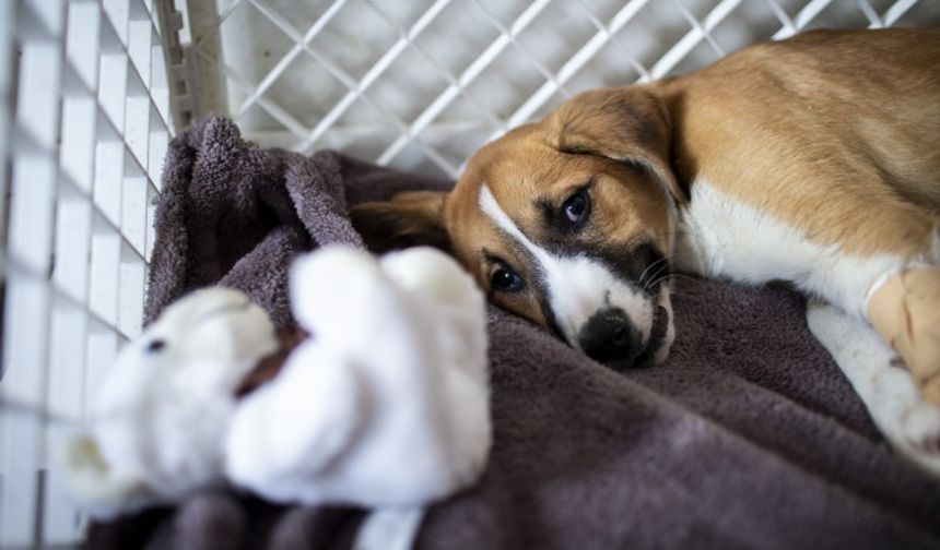 Fındığın sağlık durumuna ilişkin AA muhabirine bilgi veren Veteriner Hekim Bahri Terzi, köpeğin tedavisine hemen başladıklarını ifade ederek, &quot;Zor bir hastalık ve zor bir tedavi süreci olacak. Başarabilmek için elimizden geleni yapacağız. Şimdilik iyi gidiyor. Halsizliği, yüksek ateşi ve titremeleri var. Elimizden geleni yapıp toparlamayı planlıyoruz.&quot; dedi.