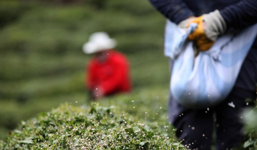 Doğu Karadeniz'de 204 bin üretici yaş çay sezonuna hazırlanıyor