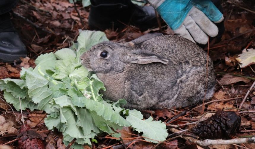 Ordu'da bulunan yaban tavşanı doğaya salındı