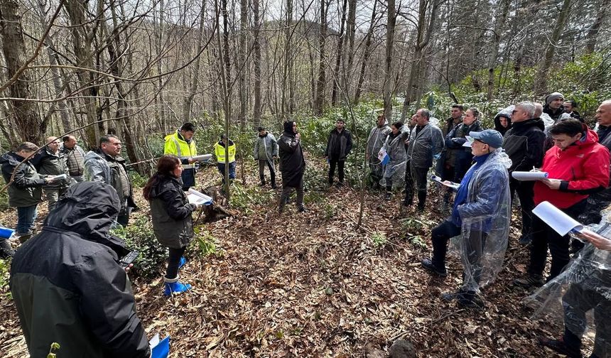 Kastamonu'da kestane ormanlarında üretim artırılıyor