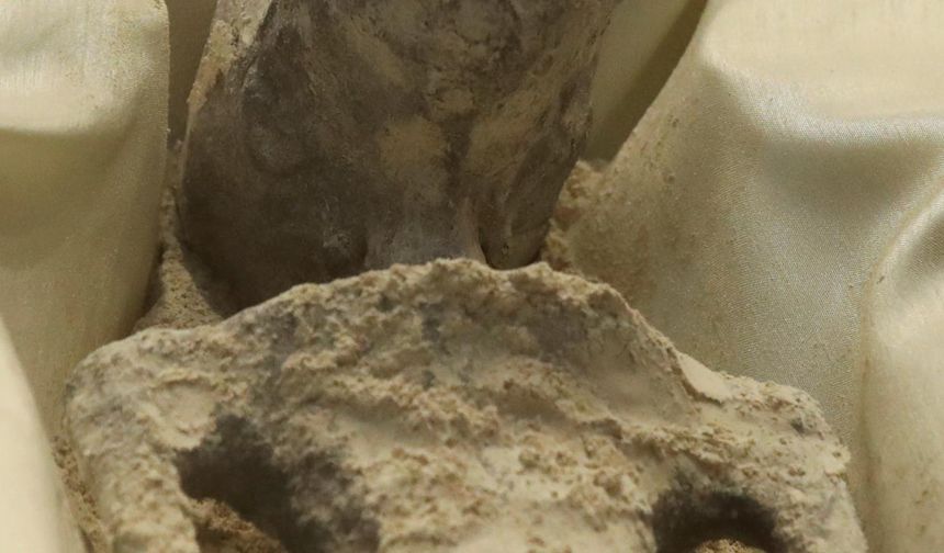 Kapsamlı analizlere tabi tutulan fosiller alışılmadık bir şekilde, kum gibi görünen bir tabakayla kaplanmıştı.