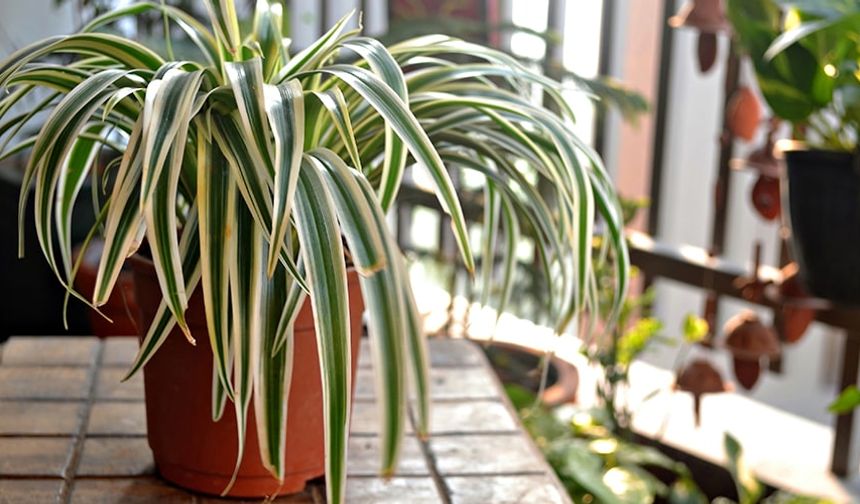 Evde yetiştirilebilecek güneşi seven 7 bitki