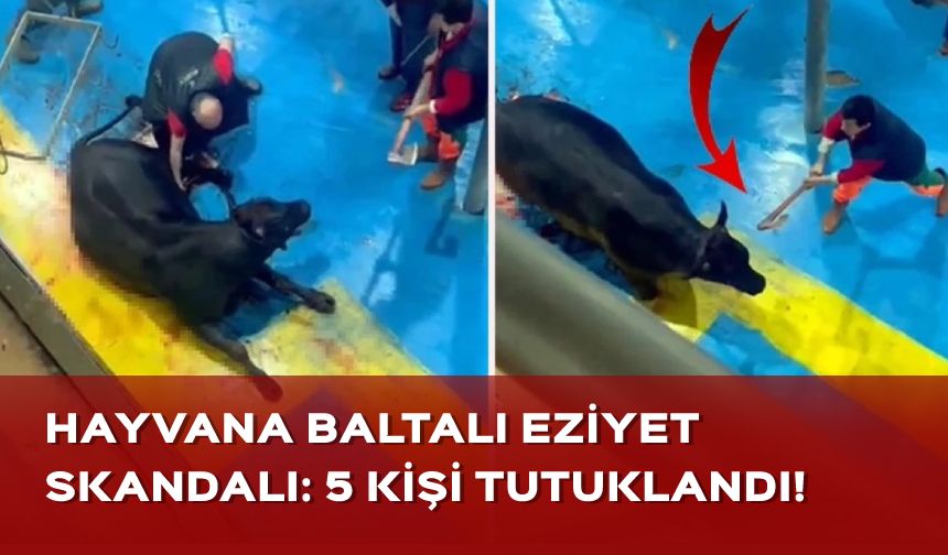 Amasya'da büyükbaş hayvana baltalı eziyet: 5 kişi tutuklandı!
