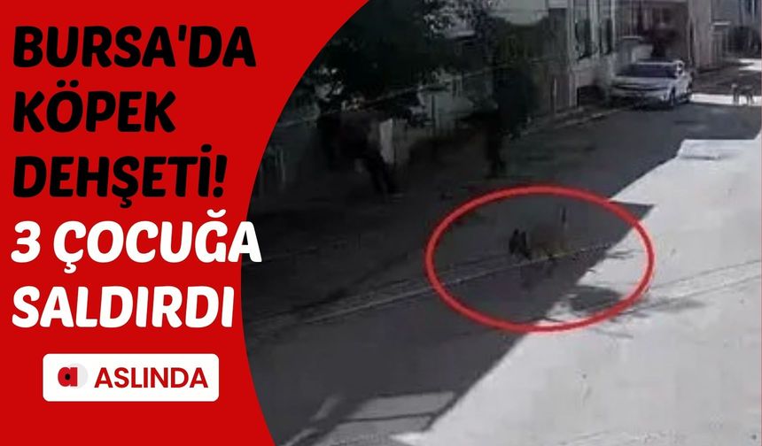 Bursa'da başıboş köpek dehşeti! 3 çocuğa saldırdı
