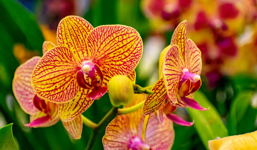 Evde orkide nasıl bakılır? Orkide ne kadar sulanmalı?