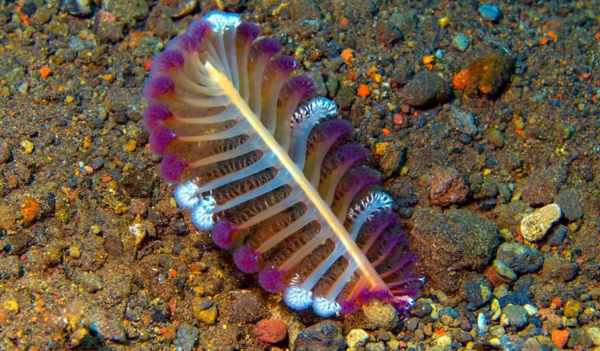 Okyanusun karanlık derinliklerini aydınlatıyor! Deniz Kalemi hakkında bilmeniz gerekenler