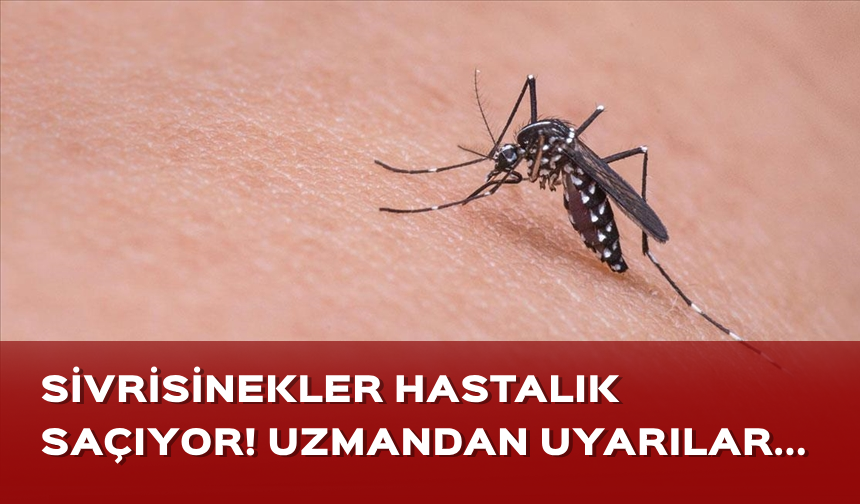Sivrisinekler hastalık saçıyor! Uzmandan önemli uyarılar...