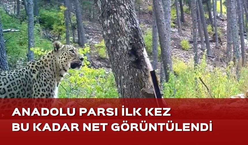 Anadolu Parsı ilk kez bu kadar net görüntülendi