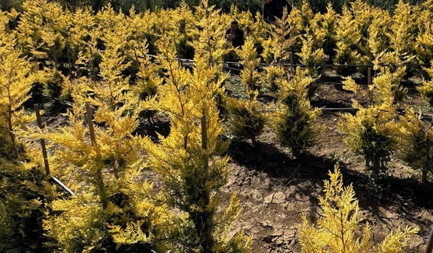 Danimarka, 20 yılda 1 milyar ağaç dikerek tarım arazilerinin yüzde 10'unu ormana dönüştürecek