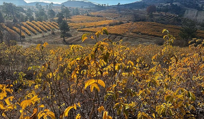 Isparta'nın gül bahçeleri sonbahar renklerine büründü